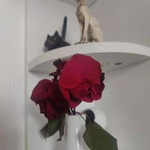 丰满女人裸做爰视频
